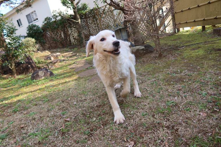 ラティスのある庭を、こちらへ向かって歩いてくるクリーム色の成犬