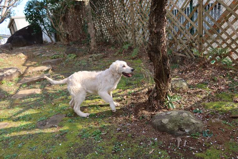 木とラティスのある庭を歩く、毛足の短いクリーム色の若い犬