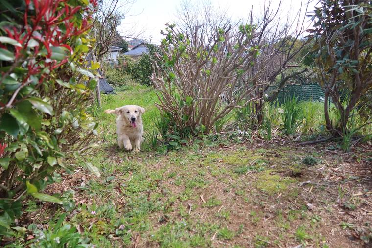 草の茂る庭を、口を開けてこちらへ歩いてくるクリーム色の若い犬
