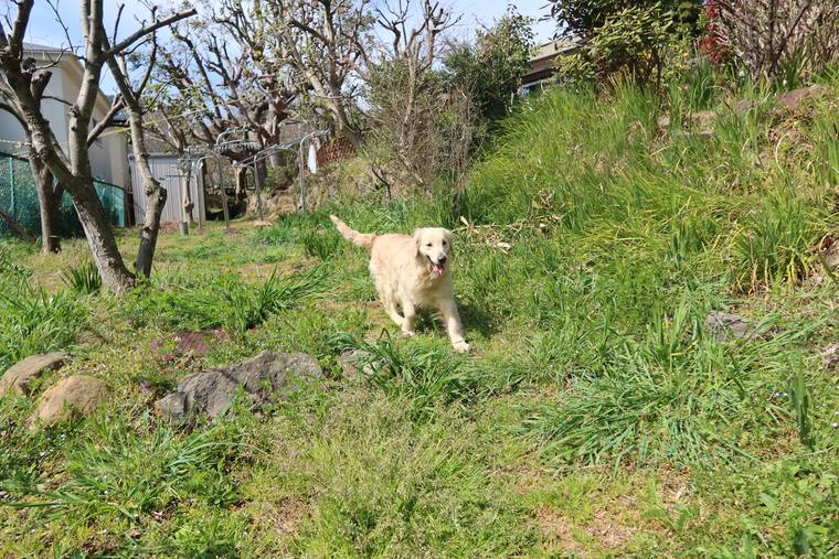冬枯れの木立の庭を、こちらへ走ってくるクリーム色の成犬