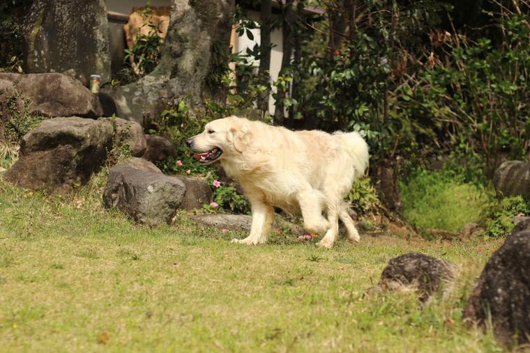 石組みと芝生のある庭を、口を開けて歩くクリーム色の成犬