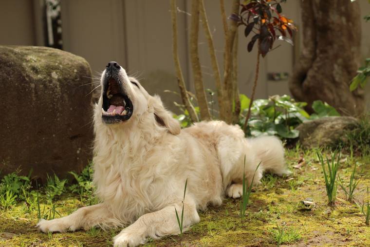 庭の苔の上に伏せ、大きく口を開けているクリーム色の成犬