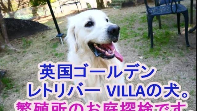 お庭の探検です。の動画のサムネイル