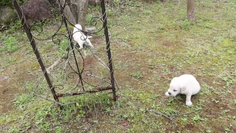 英国ゴールデンレトリバーVILLAの子犬の、お散歩です。の動画のサムネイル