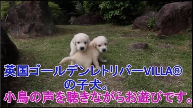 小鳥さんも子犬も楽しそう。英国ゴールデンレトリバーVILLA®の動画のサムネイル