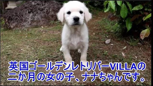 英国ゴールデンレトリバーVILLAの二か月の女の子です。とにかく、楽しくてしょうがない、ナナちゃんです。の動画のサムネイル