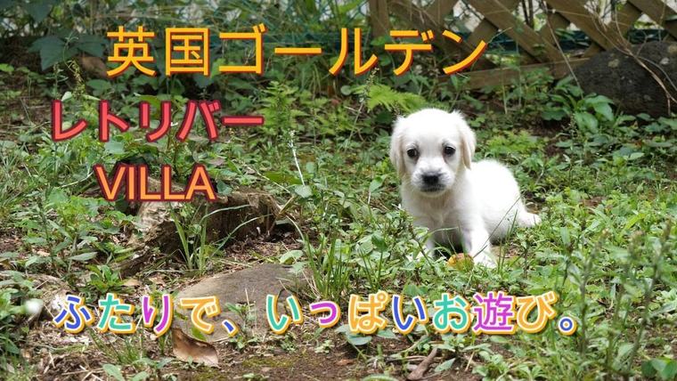 英国ゴールデンレトリバー VILLAの子犬。ふたりでいっぱいお遊び。の動画のサムネイル