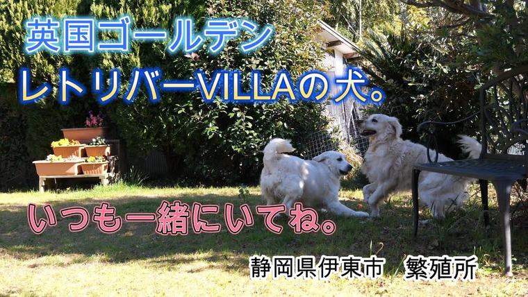 英国ゴールデンレトリバー VILLAのわんちゃん。いつも一緒にいてね！の動画のサムネイル
