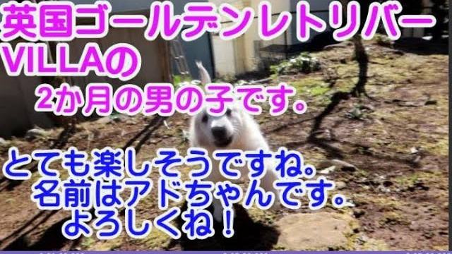 英国ゴールデンレトリバーVILLAの、２か月の男の子、アドちゃんの紹介です。の動画のサムネイル