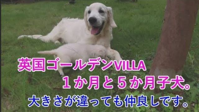 英国ゴールデンレトリバーVILLAの、生後１か月と５か月の子犬。の動画のサムネイル