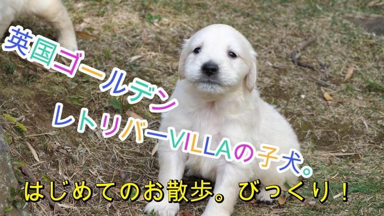 英国ゴールデンレトリバー VILLA。初めてのお庭散歩でびっくりの世界。の動画のサムネイル