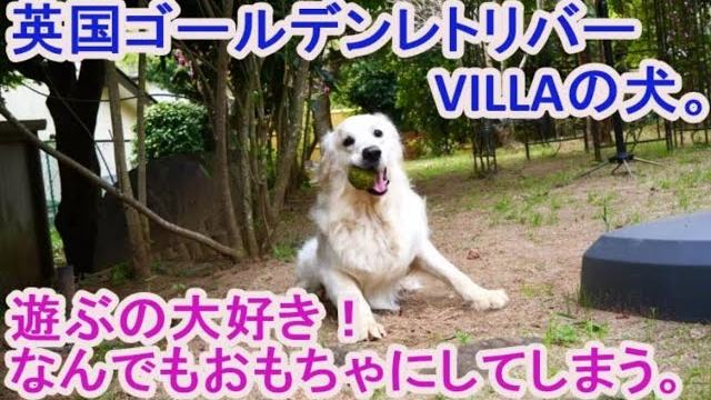 なんでもおもちゃにしてしまう。の動画のサムネイル