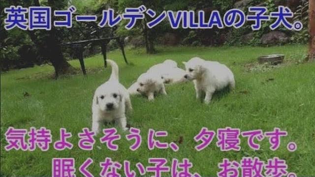 英国ゴールデンレトリバーVILLAの子犬の、涼しい、昼（夕）寝です。の動画のサムネイル