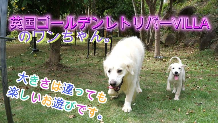 英国ゴールデンレトリバーVILLAの犬。大きさが違っても、楽しいお遊び。の動画のサムネイル