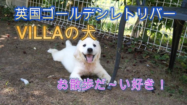 英国ゴールデンレトリバー VILLAの犬。お散歩だ～い好き！の動画のサムネイル