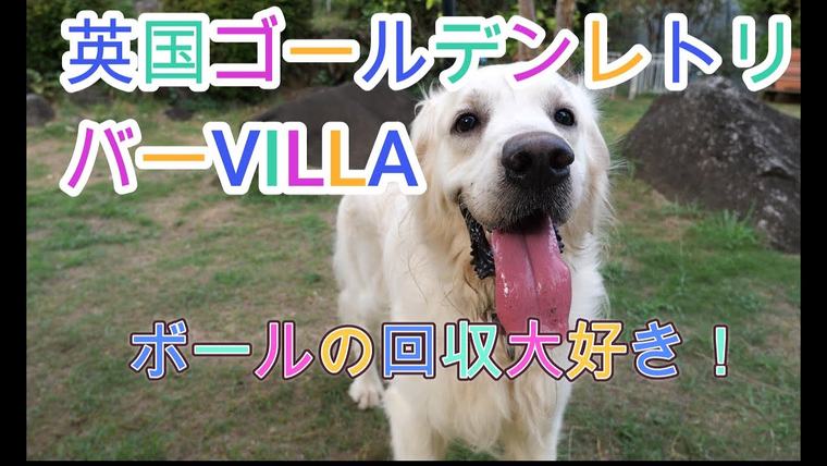 なんでも回収する、英国ゴールデンレトリバー VILLAの犬。の動画のサムネイル