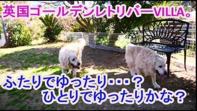 英国ゴールデンレトリバー VILLAの犬。ふたりでゆったり、ひとりでゆったりかな？の動画のサムネイル