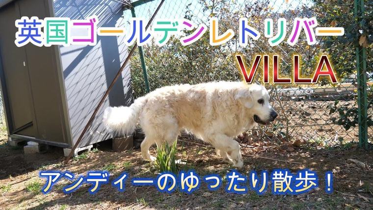 英国ゴールデンレトリバー VILLA。アンディのゆったり散歩です。の動画のサムネイル