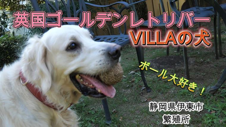 英国ゴールデンレトリバー VILLAの犬。ボール投げ、大好きだよ！の動画のサムネイル