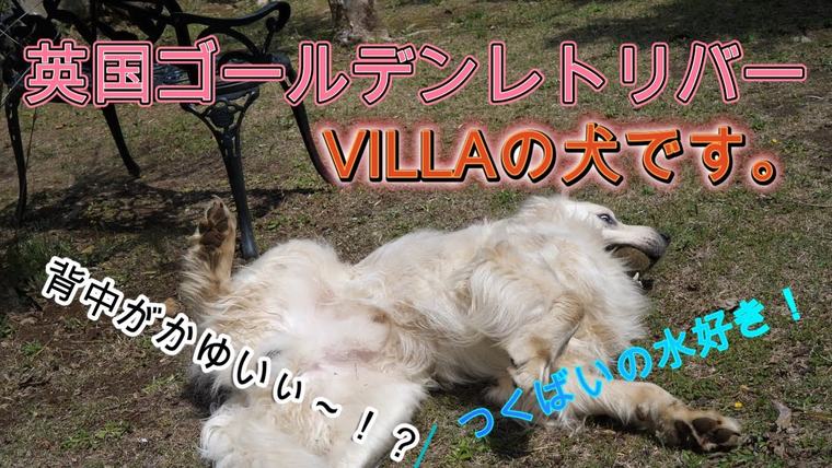 英国ゴールデンレトリバー VILLA の犬です。僕のボールだよ！の動画のサムネイル