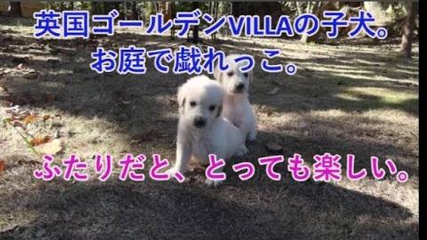 英国ゴールデンレトリバーVILLAの、子犬の戯れです。の動画のサムネイル
