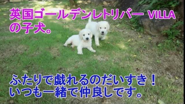 英国ゴールデンレトリバー VILLAの子犬。ふたりは遊びに夢中です。の動画のサムネイル