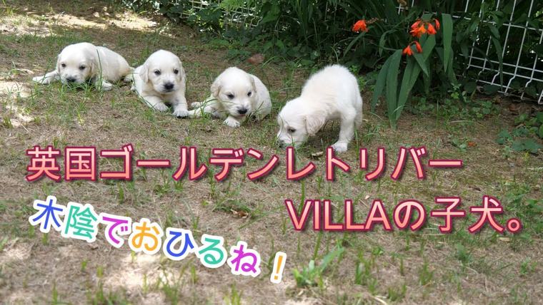 英国ゴールデンレトリバーVILLAの子犬。みんなでお昼寝です。の動画のサムネイル