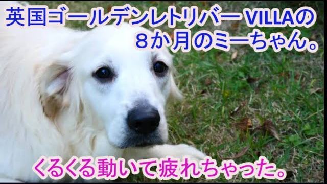 英国ゴールデンレトリバー VILLAの生後８か月です。の動画のサムネイル