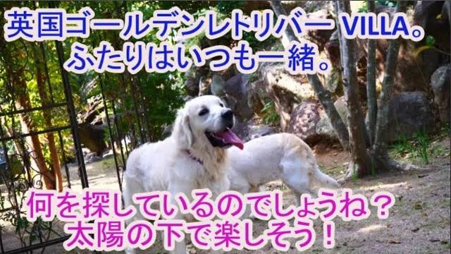 英国ゴールデンレトリバー VILLAのワンちゃん。ふたりはいつも一緒。の動画のサムネイル