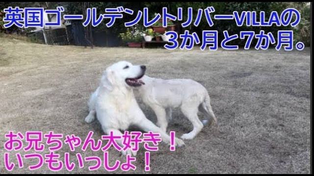 英国ゴールデンレトリバーVILLAの3か月と7か月、仲良しコンビです。の動画のサムネイル