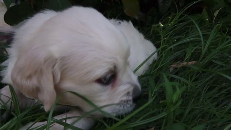 英国ゴールデンレトリバーVILLA®の子犬たちの、涼しい木陰のお遊びです。の動画のサムネイル