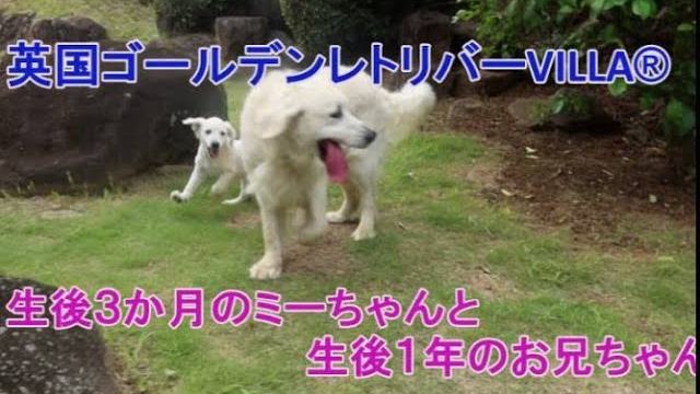 英国ゴールデンレトリバーVILLA®子犬。仲良くお散歩。の動画のサムネイル
