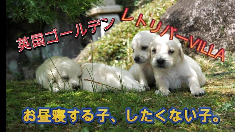 英国ゴールデンレトリバー VILLAの子犬。お昼寝する子、したくない子。の動画のサムネイル