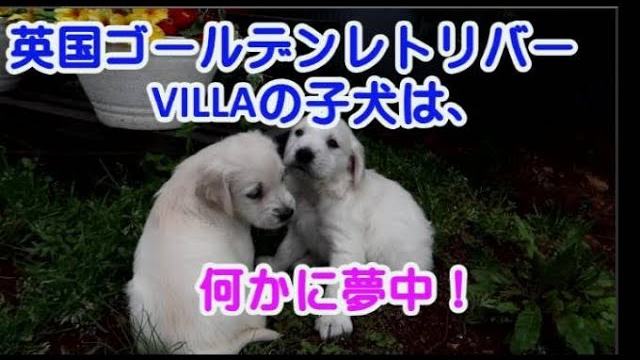 英国ゴールデンレトリバーVILLAの子犬は、何かに夢中！の動画のサムネイル