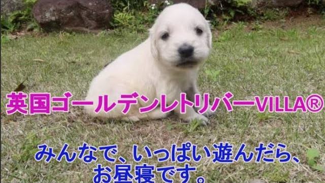 英国ゴールデンレトリバーVILLAの子犬の、初めてのお庭でお遊びです。の動画のサムネイル