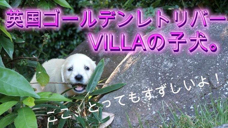 英国ゴールデンレトリバー VILLAの子犬。”ここ、とっても涼しいよ！”の動画のサムネイル