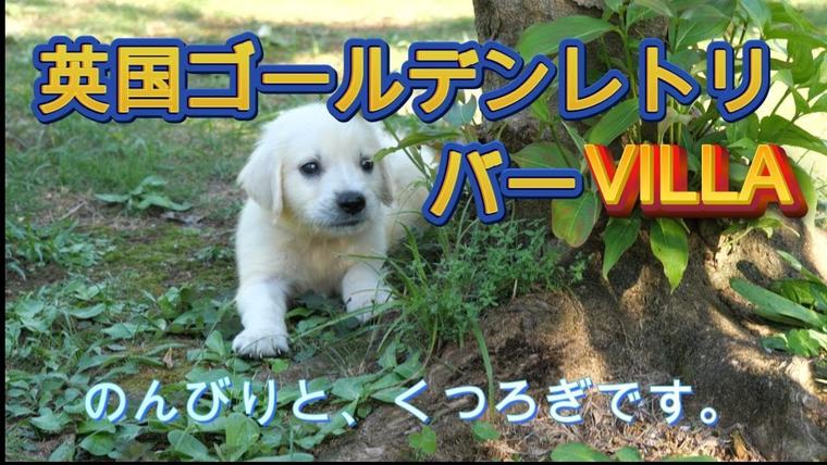 ゆっくりと、くつろぎの時間です。の動画のサムネイル