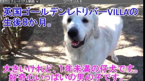 英国ゴールデンレトリバーVILLAの、生後８か月の男の子です。の動画のサムネイル