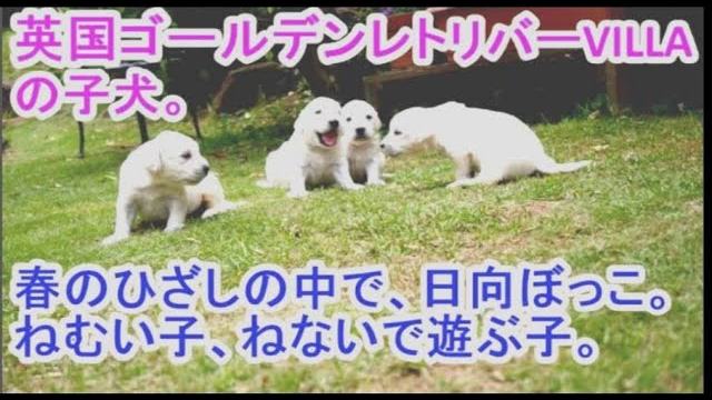 英国ゴールデンレトリバー VILLAの子犬。春の日差しの中で。の動画のサムネイル
