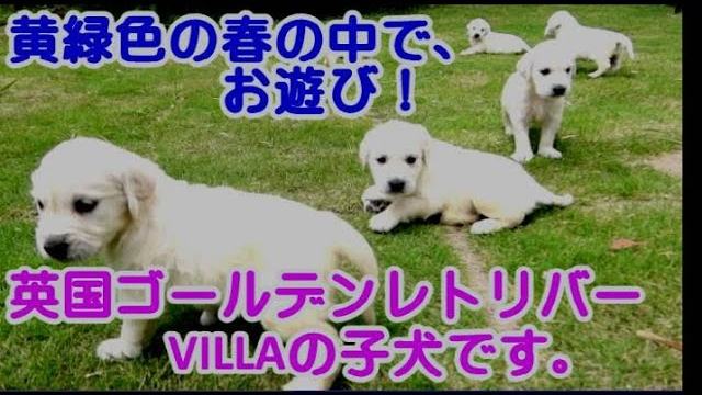 英国ゴールデンレトリバーVILLAの子犬たちの、 可愛らしいよちよち歩きをご覧くださいね。の動画のサムネイル