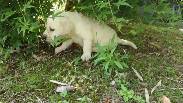 英国ゴールデンレトリバーVILLAの子犬、よちよち歩きの、お庭でお散歩です。の動画のサムネイル