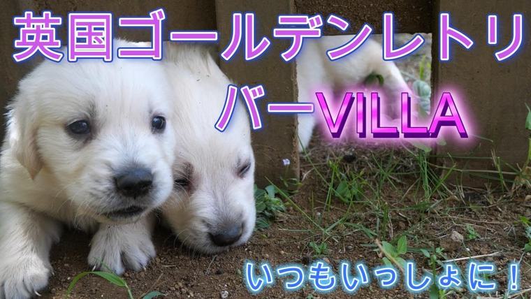 英国ゴールデンレトリバー VILLAの子犬。楽しいお遊び！の動画のサムネイル