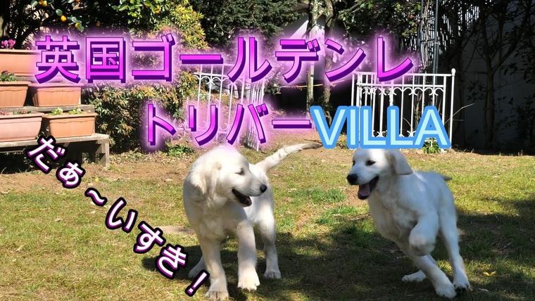 英国ゴールデンレトリバー VILLAの子犬。ふたりでいるととっても楽しい！の動画のサムネイル