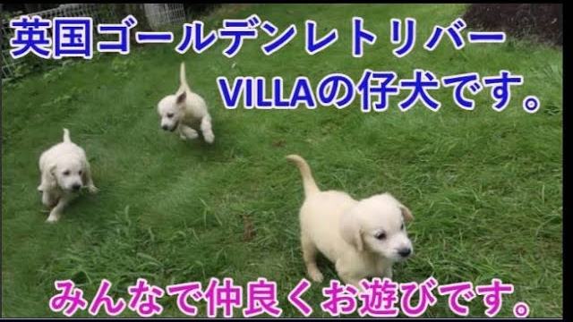 みんなで仲良くお遊びです。の動画のサムネイル