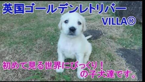 英国ゴールデンレトリバーVILLAの子犬。初めて見る世界。の動画のサムネイル