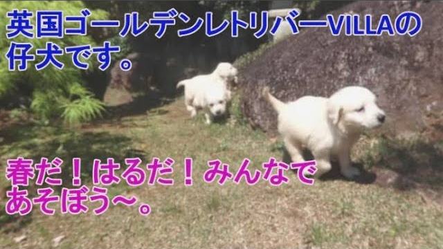 世の中が新芽の色、黄緑色です。の動画のサムネイル
