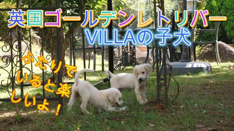 英国ゴールデンレトリバー VILLAの子犬。ふたりでいると楽しい！の動画のサムネイル
