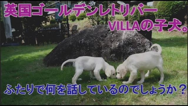 英国ゴールデンレトリバー VILLA。ふたりは何を話しているのでしょうね？の動画のサムネイル